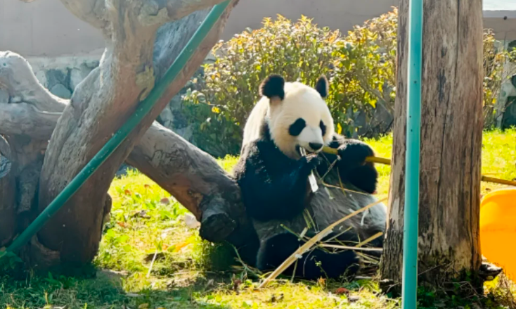 熊猫主题乐园项目：破解落地品质难题，激活场景吸引力